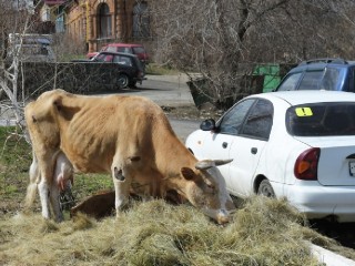 В микрорайоне Балашихи заметили стадо коров