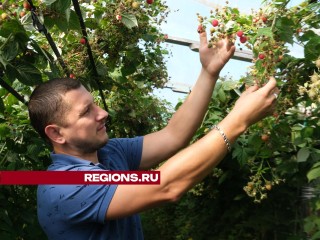 Где можно собрать второй урожай малины в Серпухове