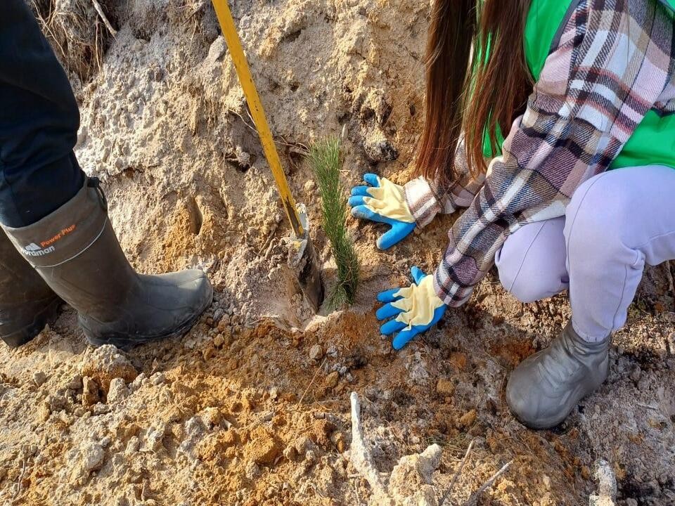 Свыше восьми тысяч сосен украсили берег озера Нажицы под Орехово-Зуево