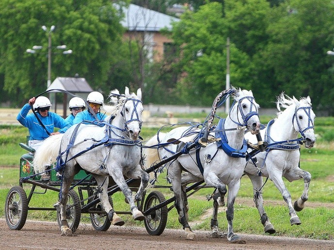 Русские тройки и орловские рысаки: Московский конный завод № 1 отметил 100-летие