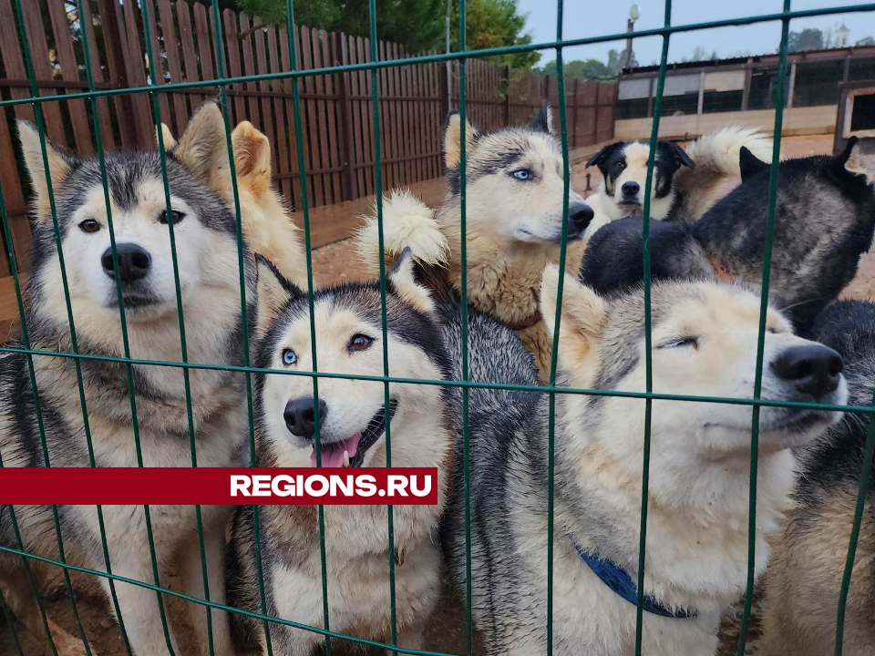 Хаски из Белгорода проходят реабилитацию под Рузой