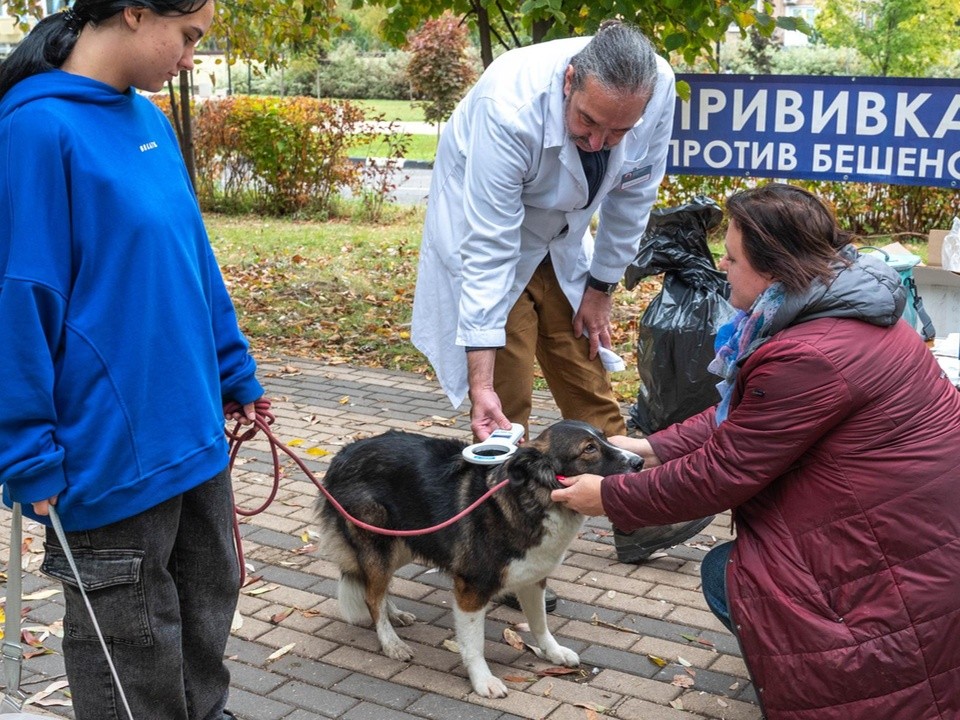 В парке Реутова животным сделали прививки и установили чипы