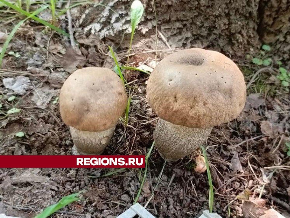 Любители тихой охоты ждут новой грибной волны в Подмосковье