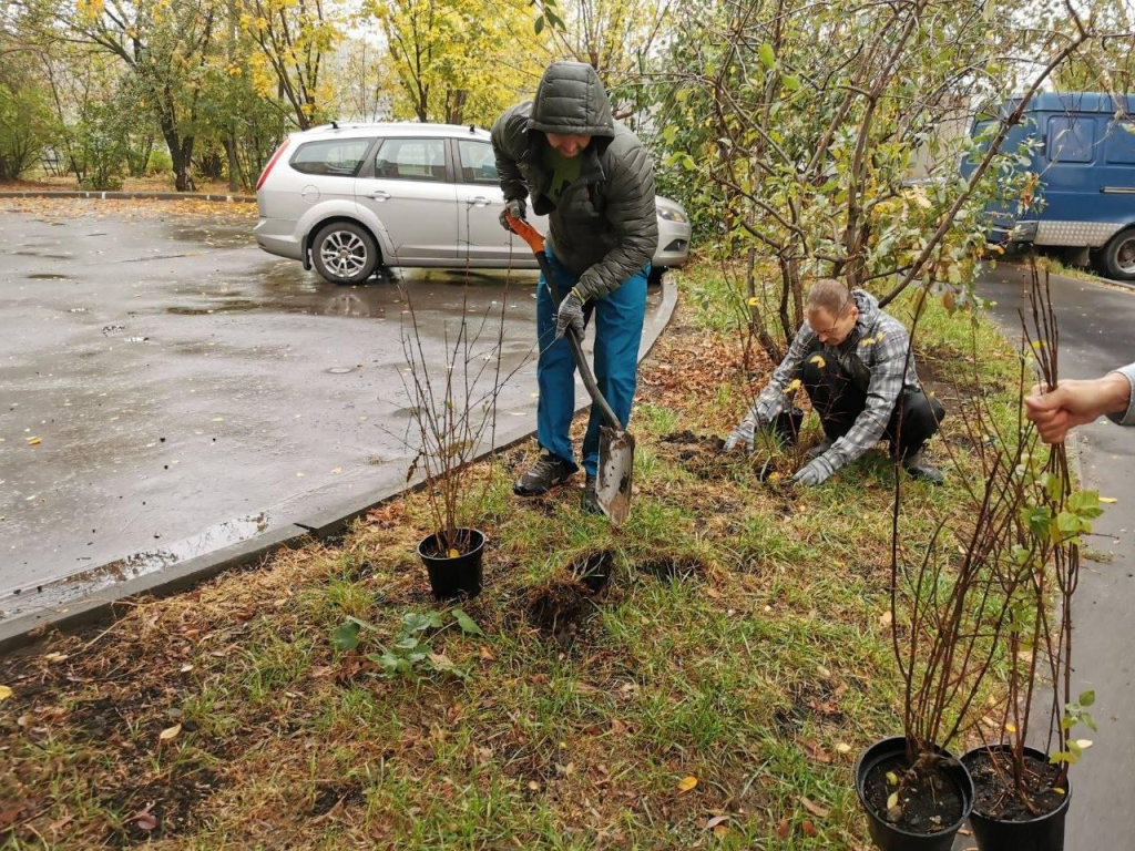 Кусты красивоцветущих кустарников посадили жители в Томилино и Октябрьском