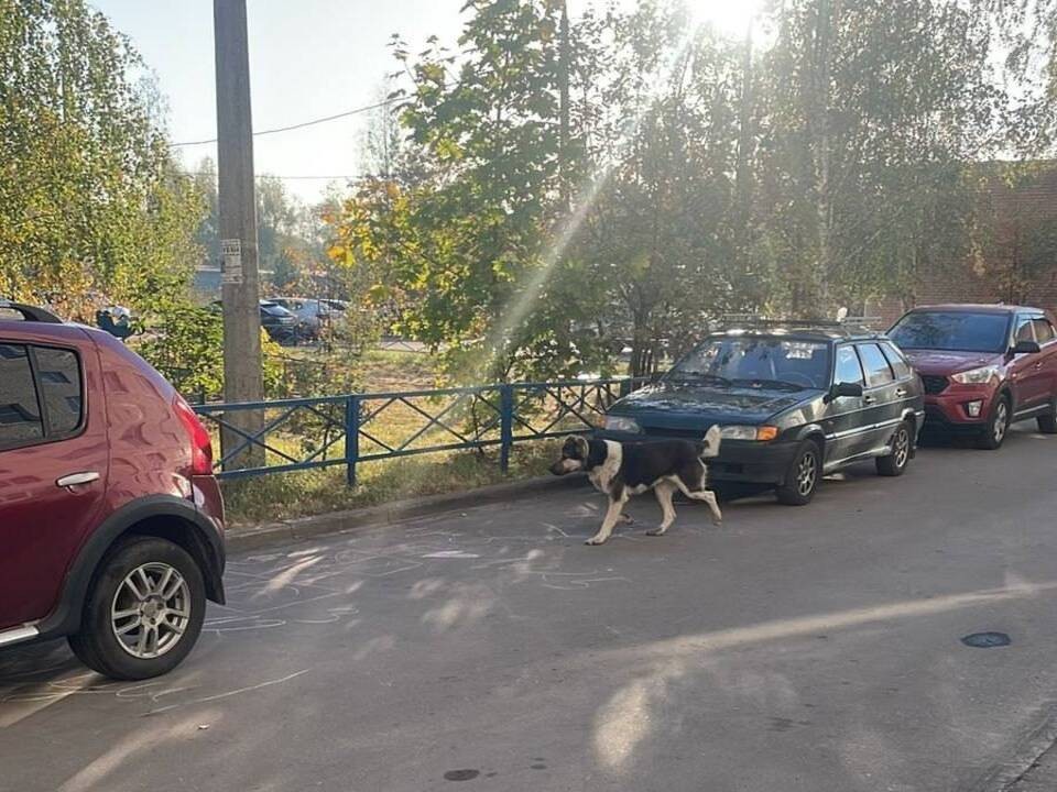 В Орехово-Зуеве бездомной собаке нашли новый дом