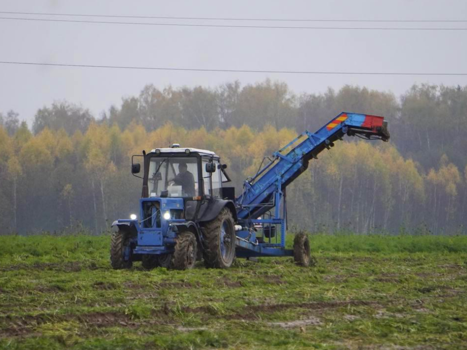 Урожайность высокая: в Можайске фермеры собирают картофель и морковь