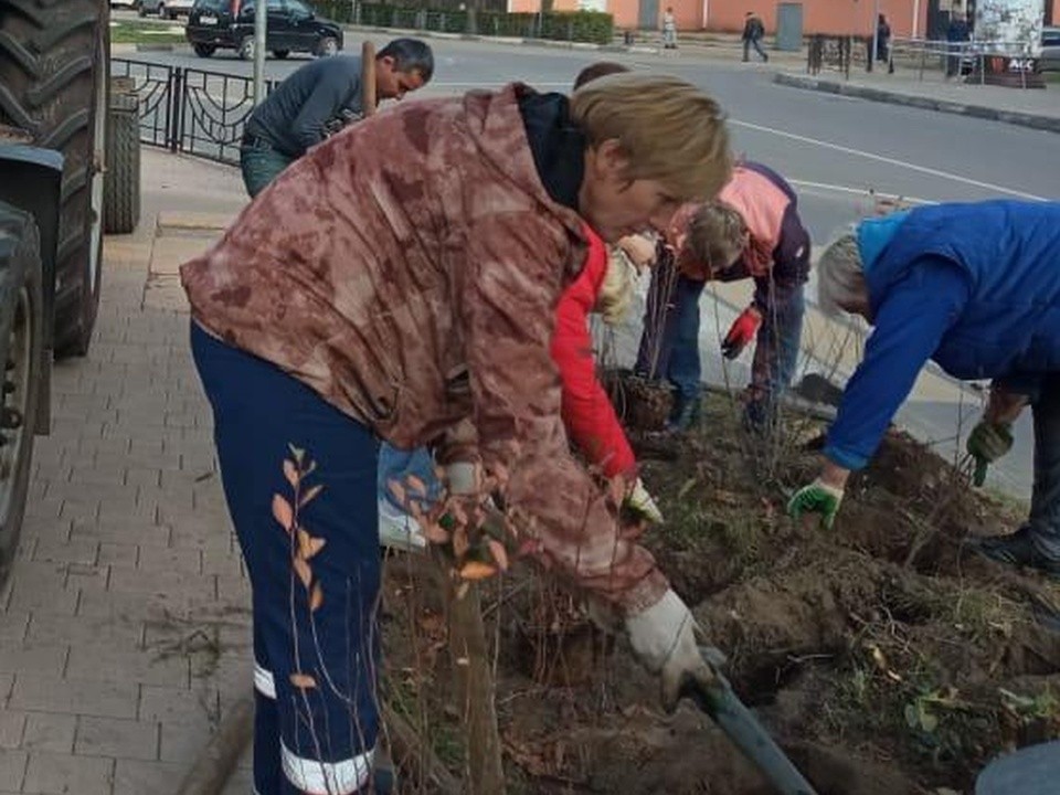 Тысячи тюльпанов высадили под зиму в Клину