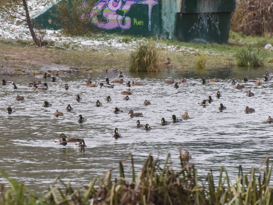 Власти Мытищ обнаружили перелив сточных вод в Яузу из очистных сооружений возле Ярославки