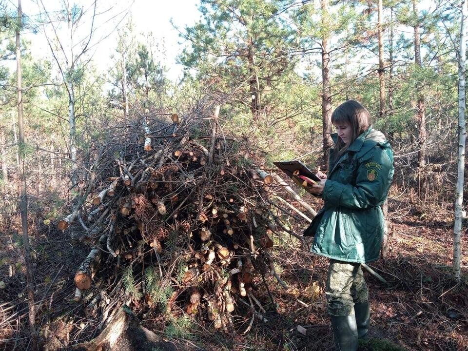 В Орехово-Зуеве ухаживают за молодыми посадками в лесах