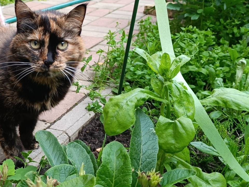 Жительница Воскресенска разыскивает любимого питомца с помощью соцсетей