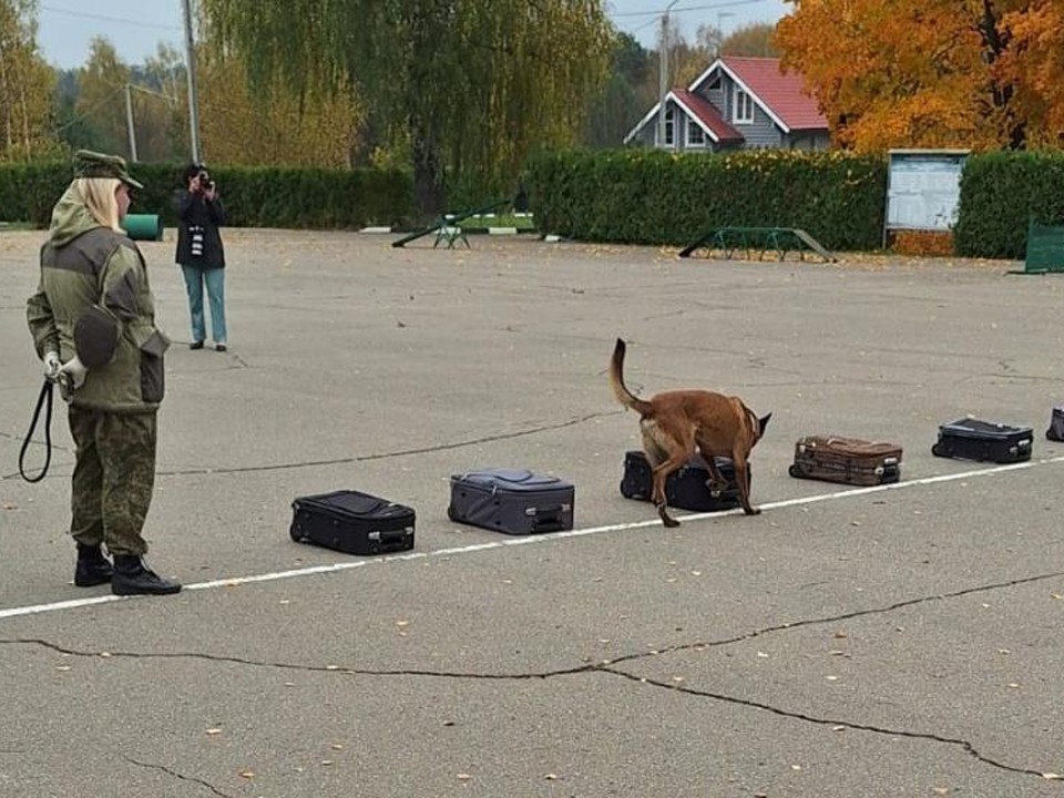 Что ищут в чемоданах служебные собаки, узнали щелковские школьники