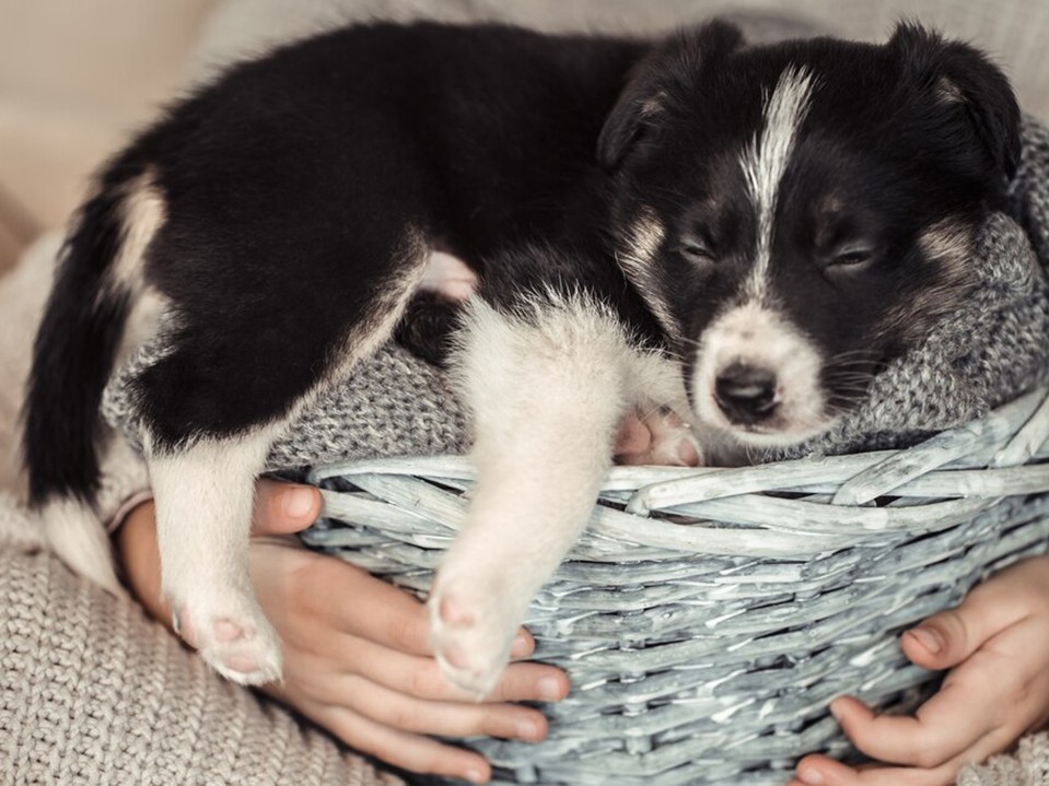 Спасти выброшенных на улицу щенков не теряют надежды неравнодушные жители Серпухова