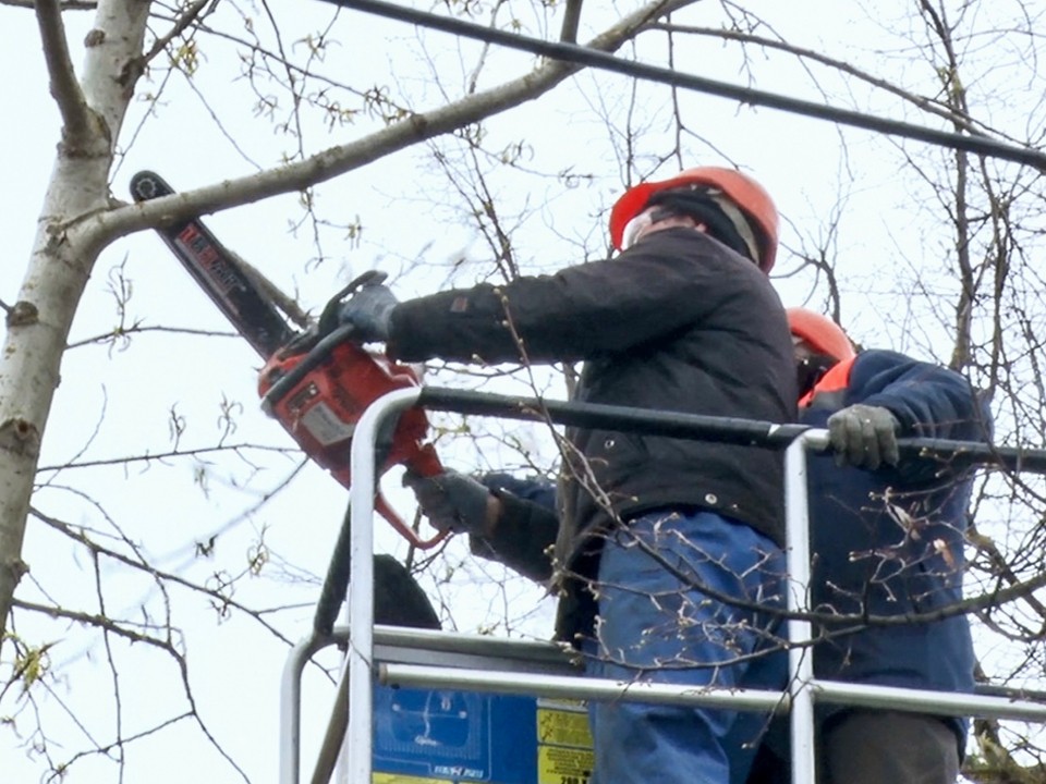 Сухие ветки берез опилят на улице Ново-Солдатской в Волоколамске