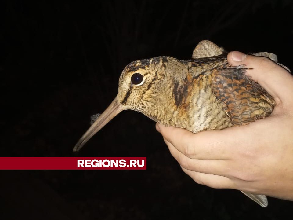 Активисты борются за спасение раненого краснокнижного вальдшнепа в Балашихе