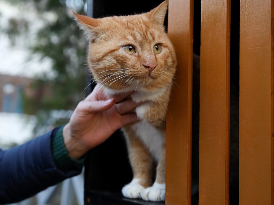 Коттедж для бродячих кошек построили во Фрязине