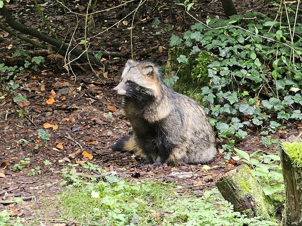 A raccoon dog attacked a janitor in the center of Dubna