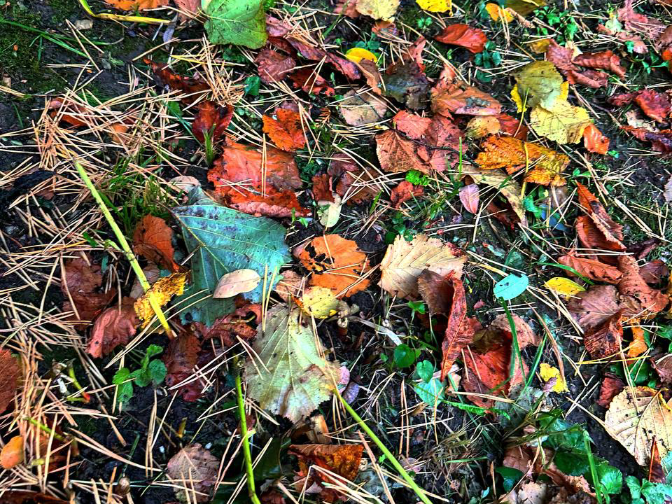 Истра в минувшую ночь попала в топ самых холодных округов Подмосковья