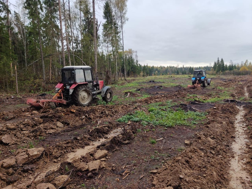 Сосновый лес на 15 гектарах земли посадят в городском округе Ступино