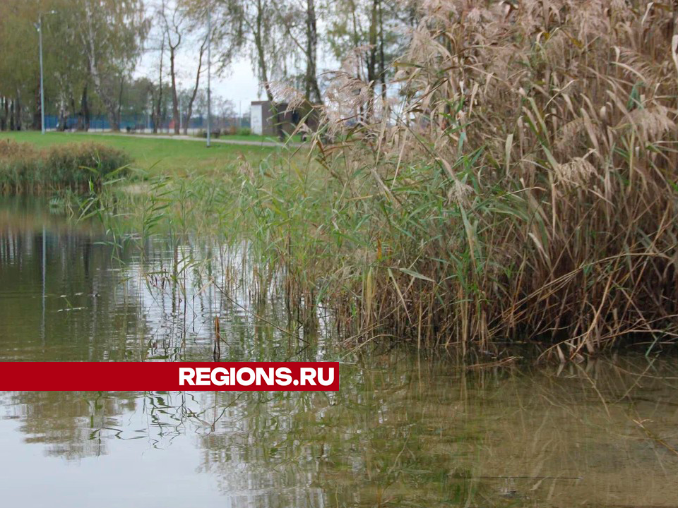 Пруд в деревне Русаки теперь лидирует в народном голосовании на «Доброделе»