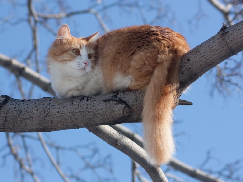 Котенка, просидевшего неделю на дереве, будут снимать спасатели в Наро-Фоминске