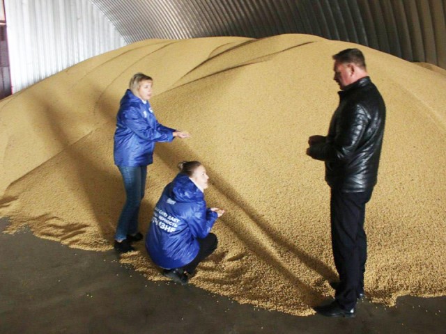 Площадь сева яровой пшеницы увеличили на четверть в Серебряных Прудах за три года