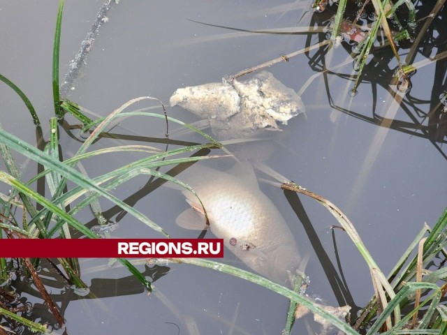 На загрязнителей реки Самаринки и Глазынинского пруда завели уголовное дело