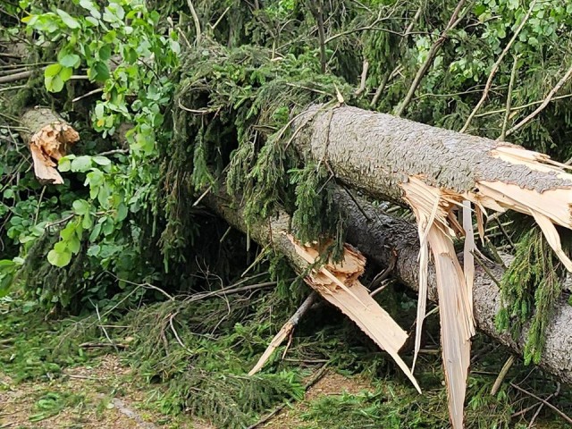 Дерево перегородило улицу во Фрязине