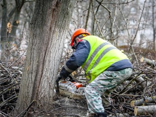 Самую популярную рощу в Кашире очистят от сухостоя и упавших деревьев