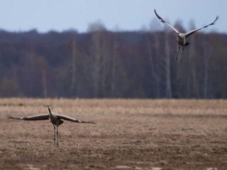 В заказнике «Журавлиная родина» ученые перед зимовкой насчитали 55 пар серых журавлей