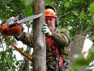 Более 5,2 тыс. аварийных деревьев убрано в Подмосковье