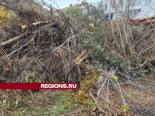 Срубленные деревья и мусор вдоль улицы Гризодубовой планируют вывезти в ближайшее время