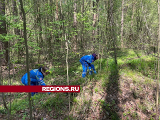 Брикеты для лис: ветеринары раскладывают в лесах Электрогорска вакцины против бешенства