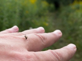 Комары предсказали балашихинцам теплую зиму