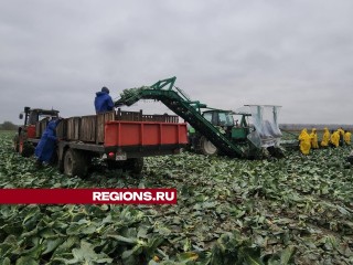 Более 100 тонн капусты с гектара соберут на полях под Серпуховом