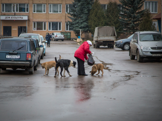 Владельцам магазинов на Московской улице запретили подкармливать бездомных собак