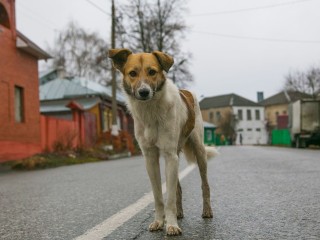 Звенигородцы могут сообщить о безнадзорных животных в круглосуточный кол-центр