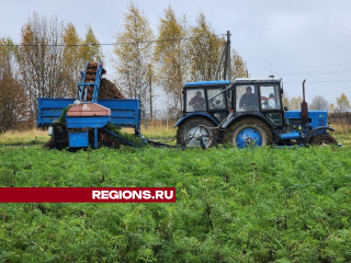 Оранжевое настроение: можайские фермеры начали уборку урожая моркови с полей