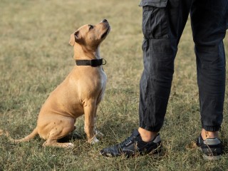 В Павлино дрессируют собак на площадке для занятий спортом