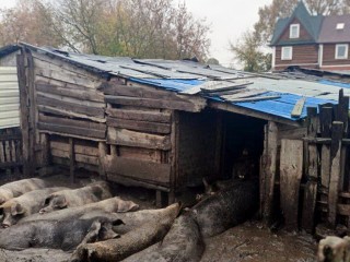 Больные свиньи вырвались на свободу под Ногинском