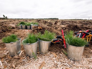 В Можайске высадят более 62 тыс. сеянцев  европейской ели