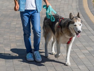 Любовь к собакам помогла 11-летнему подростку организовать свой бизнес в Балашихе