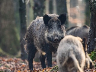 Куда жаловаться на агрессивных кабанов, рассказали балашихинцам