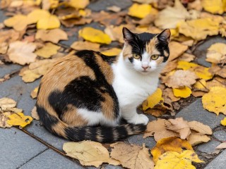 Бездомных кошек спасают в Балашихе