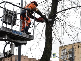 В Долгопрудном специалисты провели опиловку сухостойных и аварийных деревьев вдоль дорог