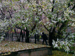 В Шаховской сегодня выпадет первый снег