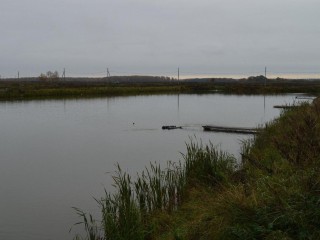 Более 300 тонн рыбы благородных пород поставили из Лотошина в торговые сети