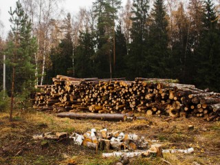 В Московской области можно онлайн оформить разрешение на вырубку леса