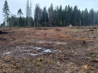 На месте трех гектаров вырубленного леса у деревни Головково высадят хвойные деревья