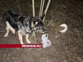 Лада дома: привязанной к дереву собаке балашихинцы нашли любящего хозяина