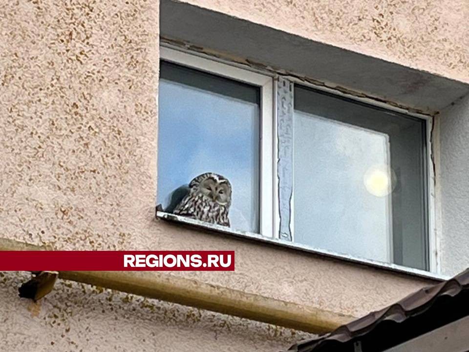 Сова прилетела в гости к жительнице Клина